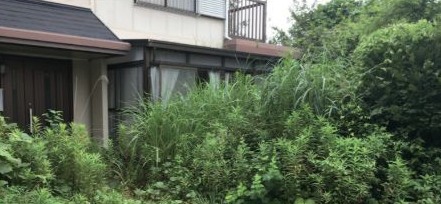 雑草が繁茂した空き家